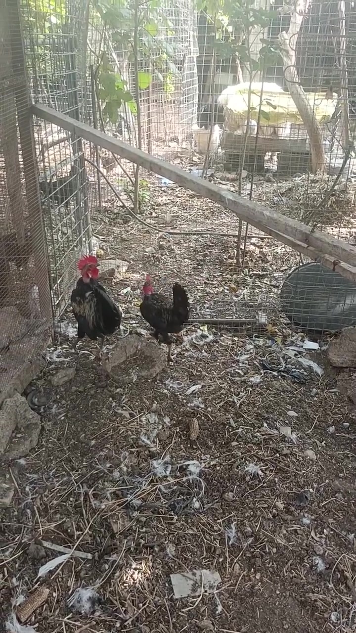 اديوكه • ابو ركيبه • تكريت