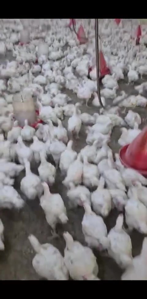 بسماية • دجاج ذبح عراقي • سمك شانك