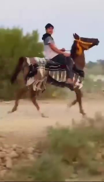 خرس هوازيه • ٣ سنين • طول ١٥٢