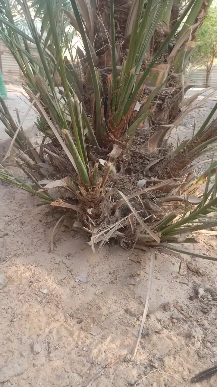فسائل برحي • فسائل شريفي • بصرة هوير