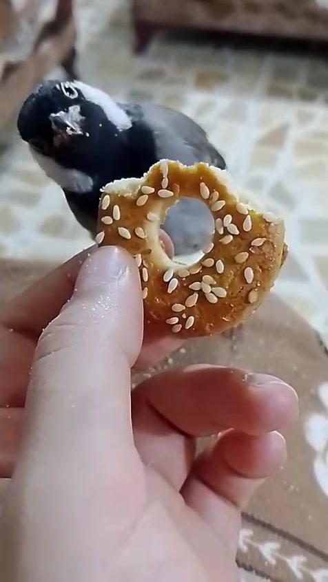 بلبل • اليف • فول ٧٠بي