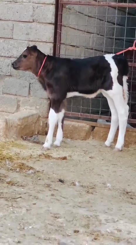 السلام عليكم رغوث ع كل عيب وراها حوليه ولاده اسبوع هولشتاين حليب ودسامه رقم واحد درجه اولى خط اول مال ما يكع يوميه خشانه فول ضالمها التصوير المكان الشرقاط قرية شكرا 
***********
