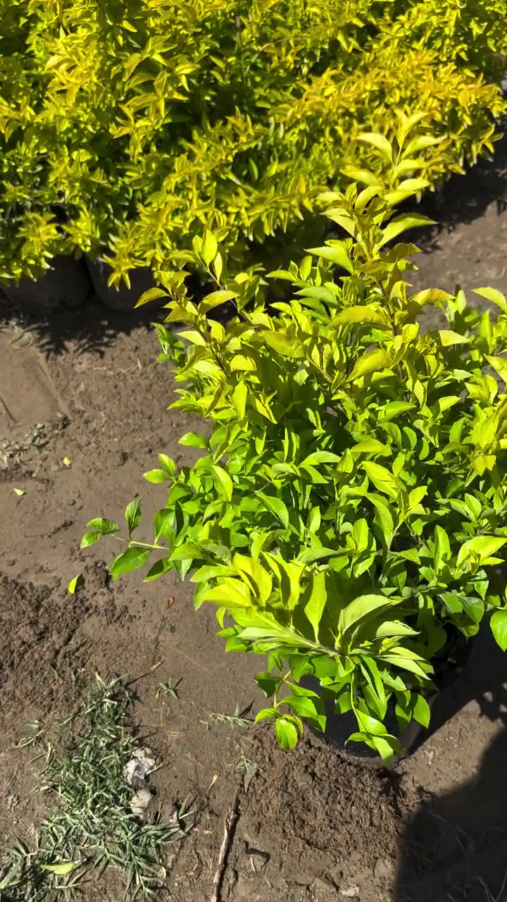 🪷صباحكم خير وعافيه 🪷
جمال نبات الجورنته اليموني 
☘️مشتل ابو مهدي الحسيني ☘️
العنوان صلاح الدين قضاء بلد 
شارع الفرات قرب نافورة الحي الصناعي 
📞***********📞
