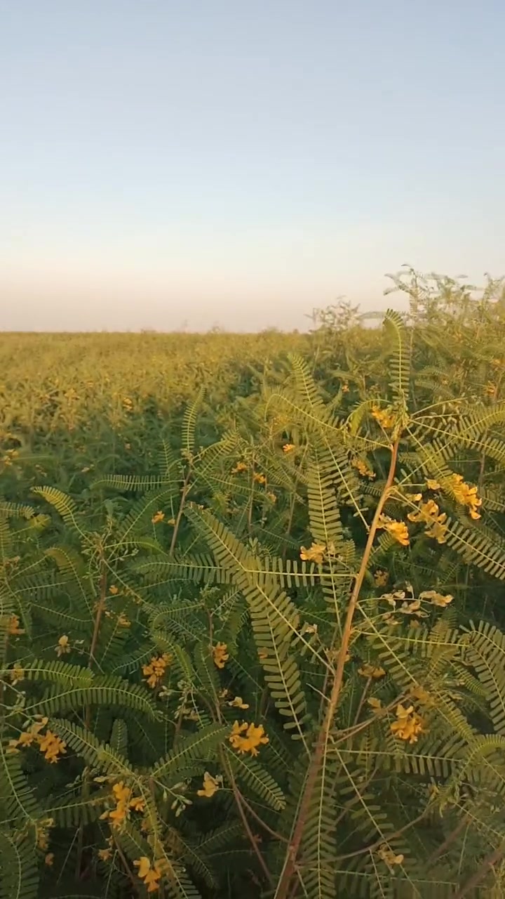 ضمانه سيسبان
مكانها صويره طريق زبيديه قريه ذهب 
***********
