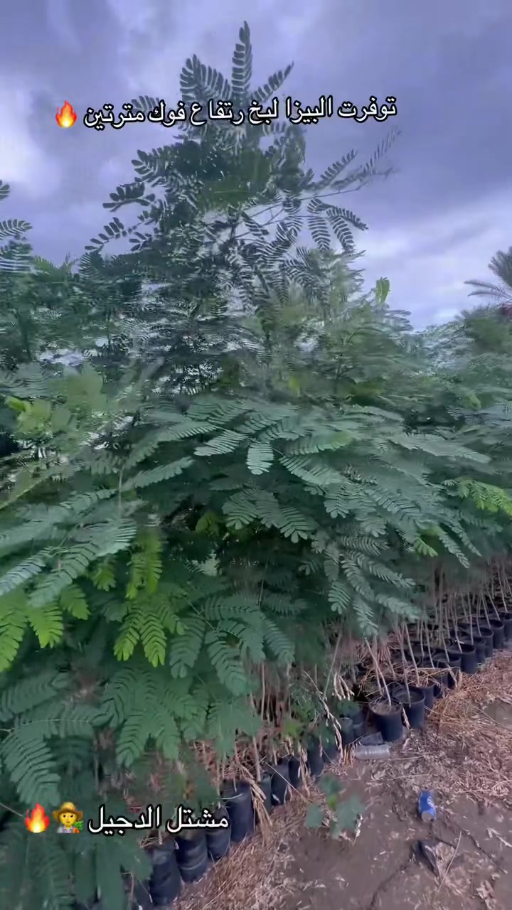 شجرة البيزا • طويلة • الدجيل