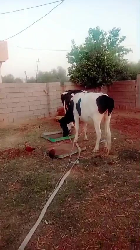 صلي على محمد وآل محمد هوايش ٢ وحده حاطه على ولاد ولخرماخذه فحل سمتال صلي على كل عيب شروط جني مكان صلاح الدين دجيل مدخل مطعم ناعور خمس طوير ***********
