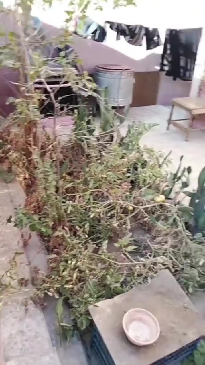 بيت للبيع بالدسيم قرب حسينية الشيخ وهاب
المساحة 200 ع شارع عريض
بناء كامل سيراميك و كاشي 
السعر 90 و بي مجال 
***********
