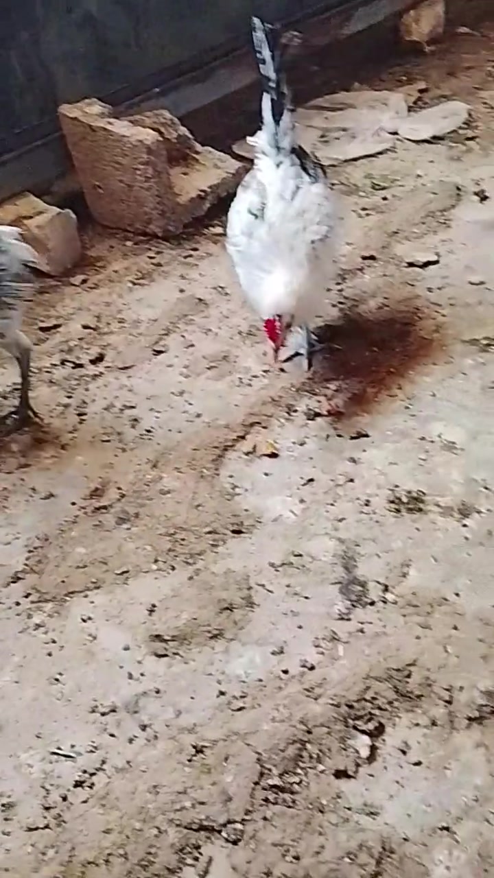 ٦ قطع • ديوكه فيوم+ • ملقحات
