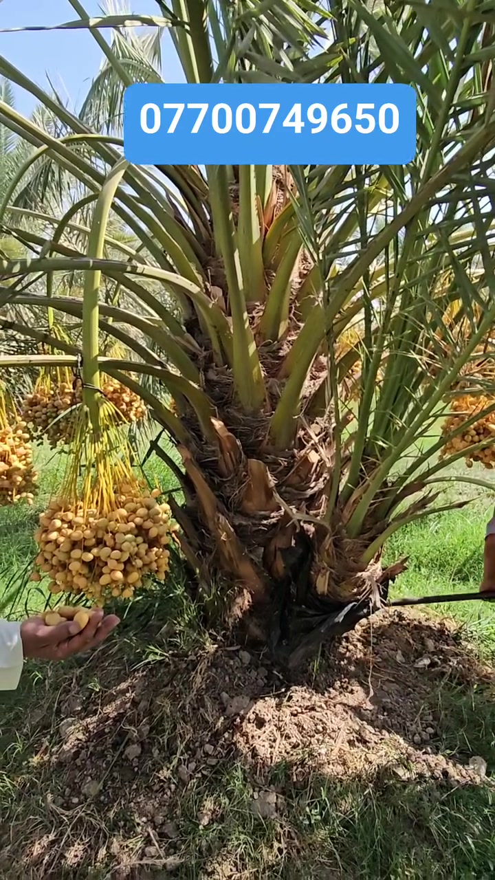 بستنة • تنظيف حدائق