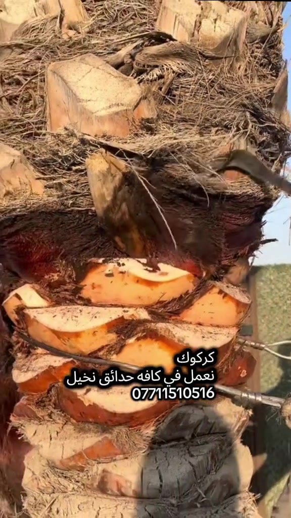 🌴 من كركوك نبدأ… ومع النخيل ننجح
نعمل في النخيل والزراعة ونقدم خبرة عملية لتطوير الإنتاج 🌱 للتواصل:***********
إذا تريد إنتاج أفضل ونخيل أقوى، تابعنا وتعلم أسرار الزراعة الصحيحة 💪
💡 خبرة… جودة… عطاء
📍 كركوك
#كركوك
