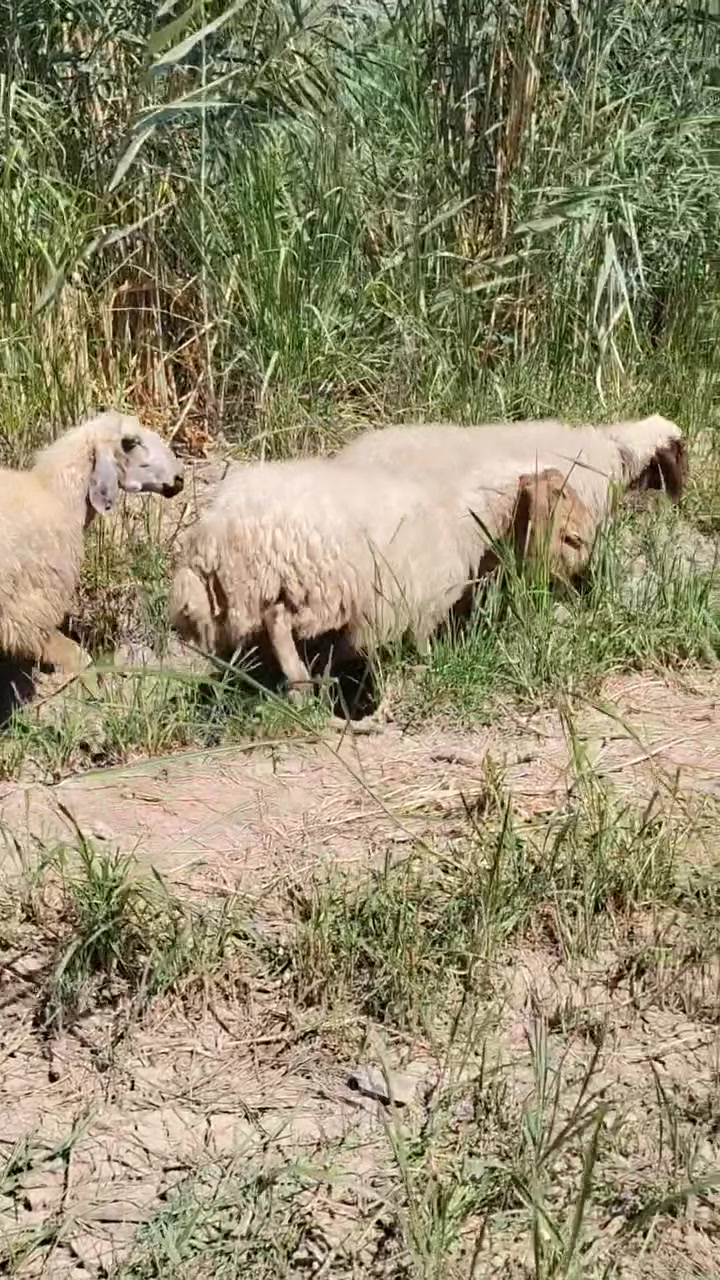 السلام عليكم
للبيع نعاج مال جني درجه اولى خير من الله دسمات ثنين مصفيات وحده بعدهي ثنين ماخذات فحل أمانة الله وحده بعدهي شكه طويله مال بيت المكان منشأة نصر زمله حمدي وهاذه رقمي بي وتساب 
***********
