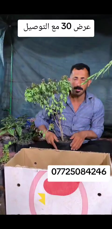 كربلاء • توصيل • ديكور