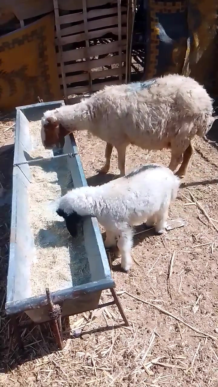 متاح نعجه مطفل وراها طلي مقوز نعجه بعدها فتيه خشنه وحلوه ضرعها حلو مال جنيه نعجه سن وشطر وشرط النصاح صورة سنها بالمنشور السعر 445 يوجد توصيل حسب الاتفاق 
المكان الانبار حديثه 
الشراي يتفضل خاص او يتصل ***********
