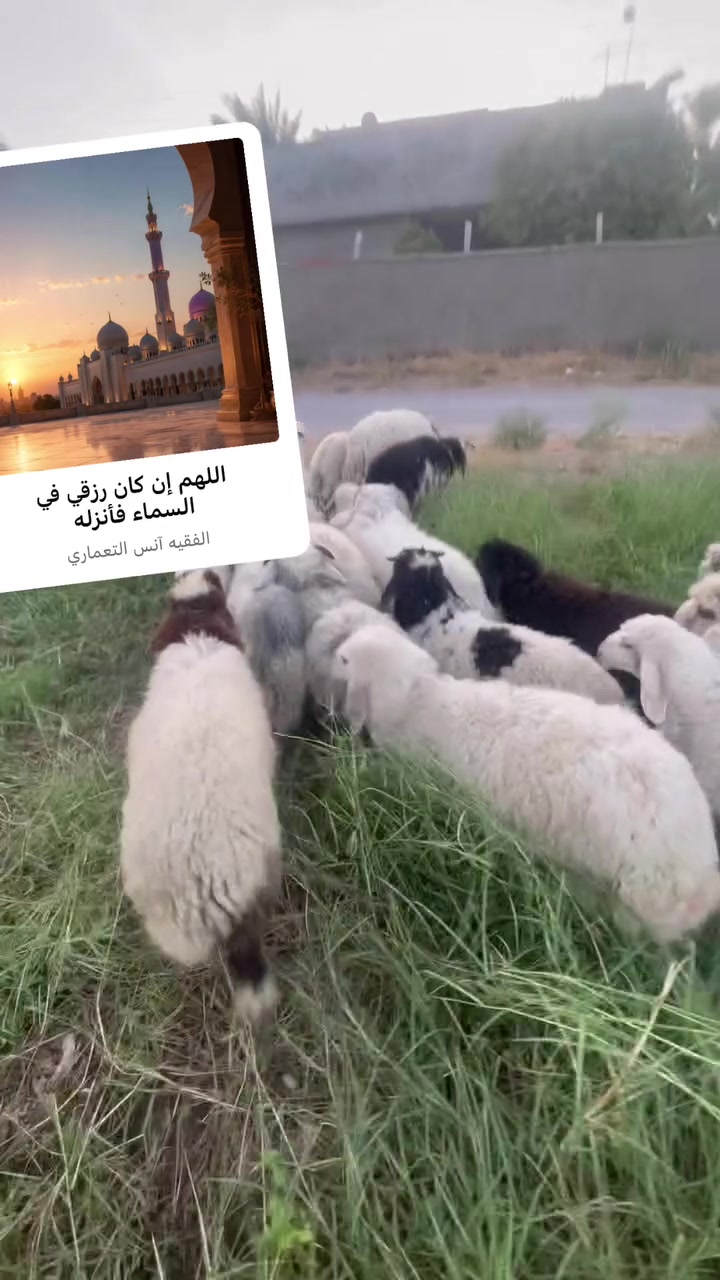 طليان للبيع مكان مقابل منشاه نصر السعر ٦٨٠ طليان مرتبان ***********/  السعر بي مجال بسيط ١٩ طلي كلهن حلوات
