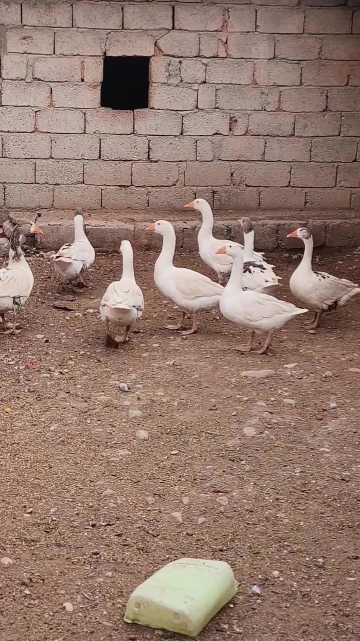 قاز • زوج • عمركان