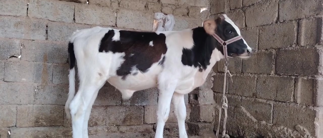 حولي وحوليه • جنس زراعي • سديره سفلئ