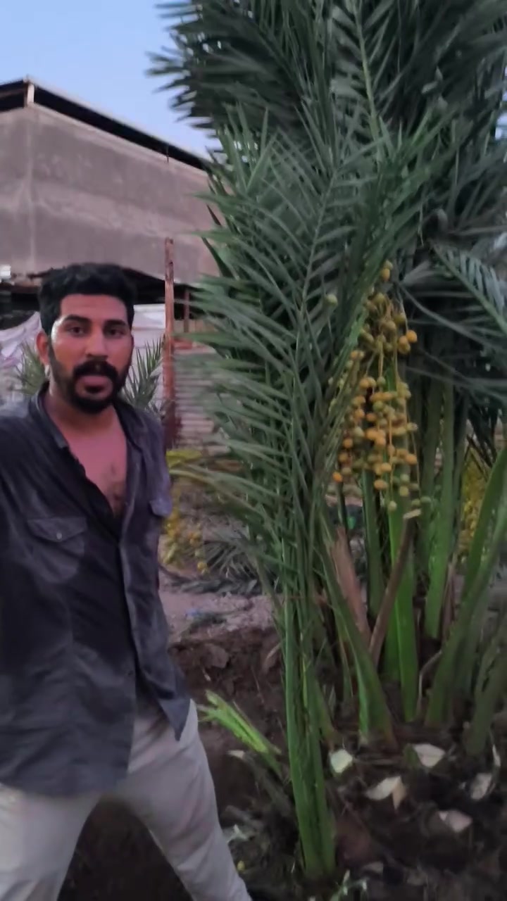 تحياتي للجميع اخوكم رضا الراشد لنخيل البرحي تتوفر امايات برحي لكعدي هنا وفسائلن عنواني بصره ابو لخصيب ***********
