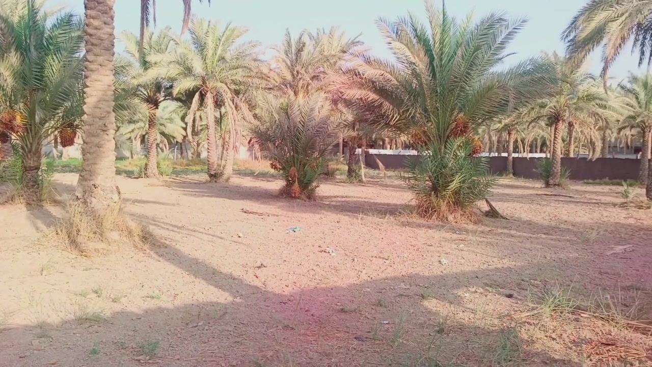 كربلاء الخطاطبه • ٢٥٠٠م • سند ٢٥