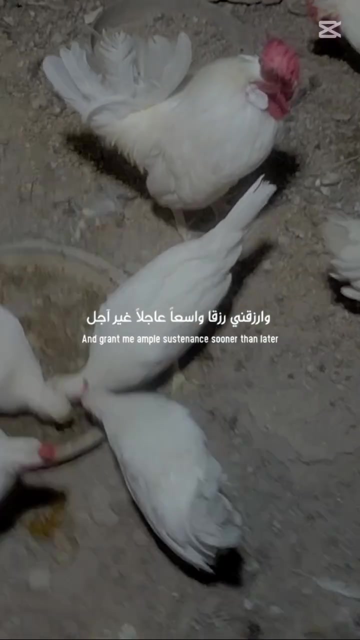 القرنه الشرش • سحاب ابيض • افرك