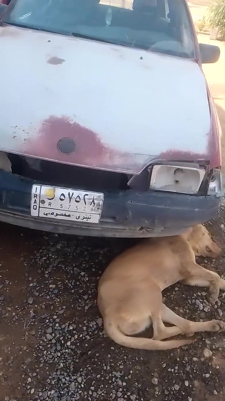للبيع ثانويه خضراء كابون بنزين طخم تايات جوا النص سياره مال شغل محرك صرف نفخ بي أثر اقبل مراوس
***********
