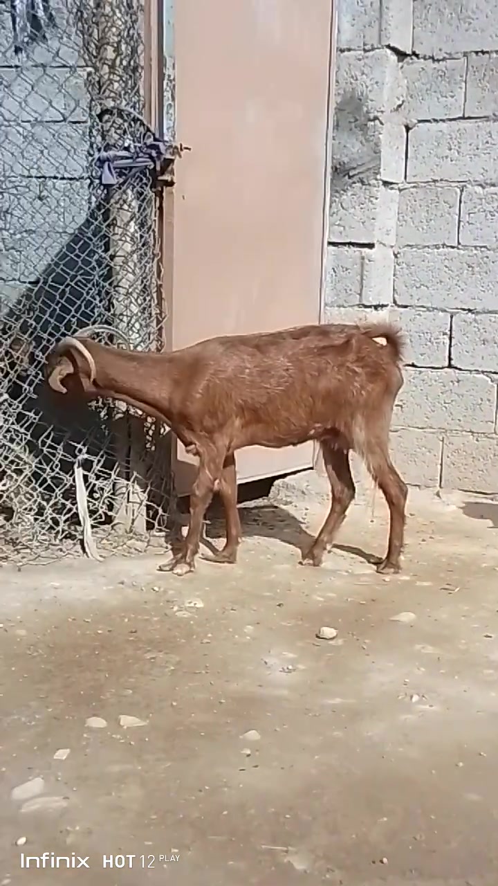 انفينكس هوت12 بلاي • حيل فتايه • القائم الكرابله