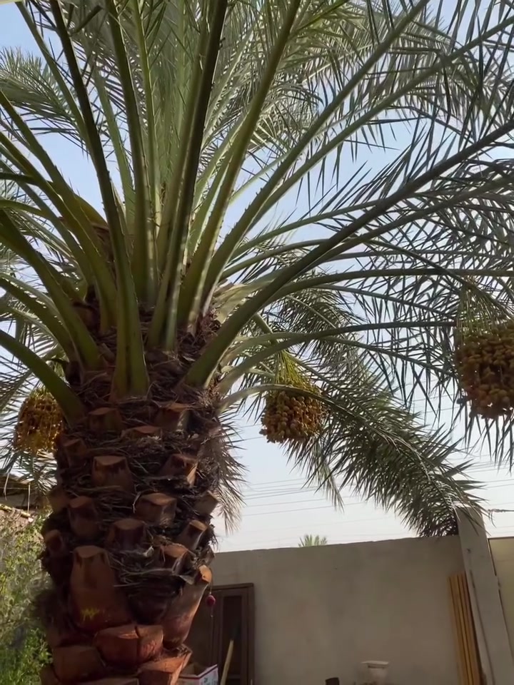 🌴 نخلة برحي للبيع 🌴

للبيع نخلة برحي طيبة وممتازة، قوية وصحية ومعتنى بيها 🌿
مناسبة للزرع بالبيت أو البستان، والنخلة نظيفة وتستاهل 🌴👌

💰 السعر: 600
📍 المكان: [البصره ام قصر
📞 للتواصل: ***********

الجادين يتواصلون، والله يرزق الجميع 🤲
