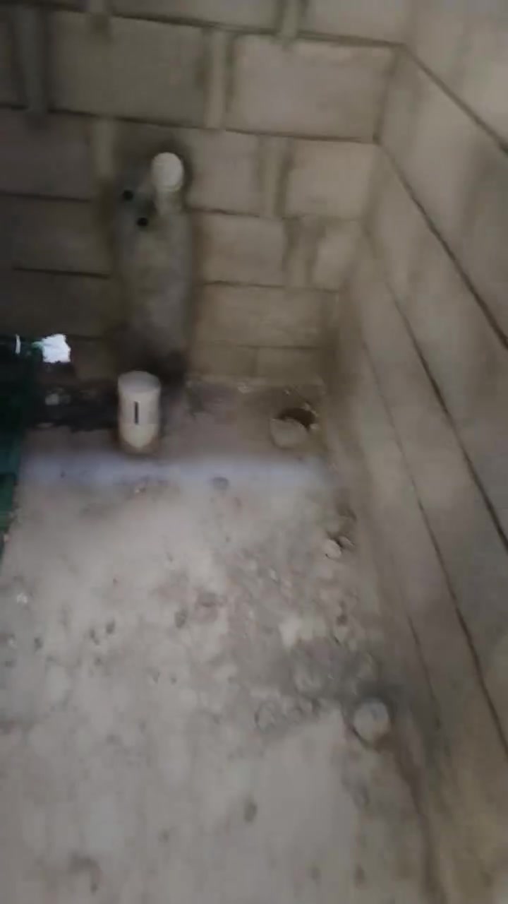 الهندسة والترتيب في أبسط صورها.. إنجاز جديد في حي الكندي 💧🛠️
​بعد أن شاركناكم مسبقاً مراحل تأسيس شبكة المجاري المتكاملة لهذا البيت بمساحة 300 متر في حي الكندي، نعود لنعرض لكم تفاصيل المرحلة الثانية من العمل والتي تم إنجازها بكل دقة واحترافية:
​تأسيس شبكة الماء بالكامل: بأعلى مواصفات الجودة لضمان قوة الضغط وخلوها تاماً من أي تسريب.
​شبكة السبالت (التقطير): مع تكسير وتمديد "بوري قياس 2.5 انج" خاص لتسليك السبالت بكل انسيابية ونظافة تامة للمكان.
​ربط الخزانات (التانكيات): بطريقة هندسية متكاملة تضمن التوزيع المنتظم للمياه وسهولة الصيانة والتحكم.
​كل تفصيل في هذا العمل تم تنفيذه بعناية ليدوم طويلاً ويوفر لك راحة البال التي تستحقها في منزلك.
​📞 للحجز، الاستفسار، أو طلب تنفيذ أعمال التأسيس الصحي والترميم معاكم اخوكم أبو أسد
​رقم الهاتف: ***********
​(نسعى دائماً لنترك بصمة إتقان في كل ركن من بيتك)
