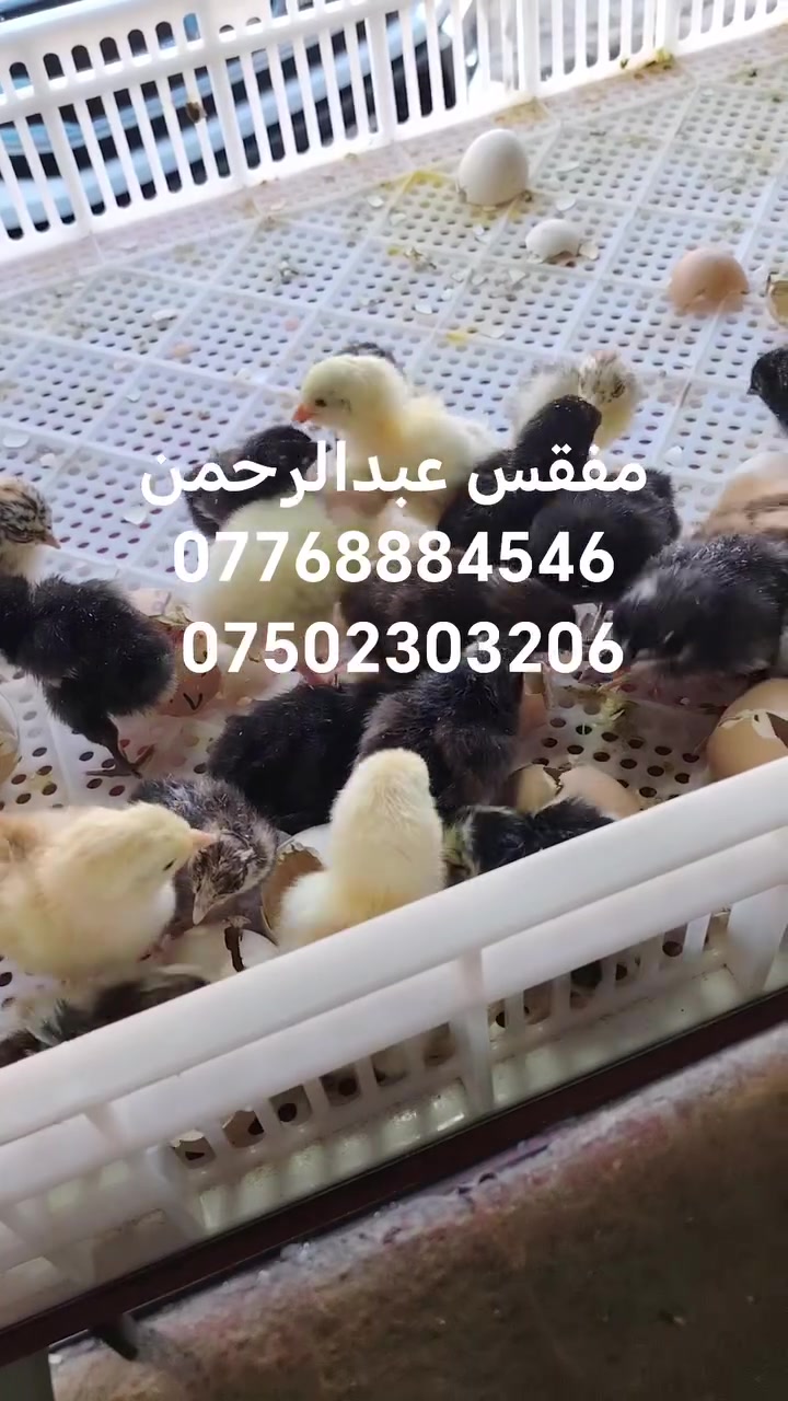 الموصل • كوكجلي • جيبوا كراتين