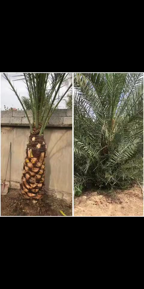تنظيف نخل • اربيل