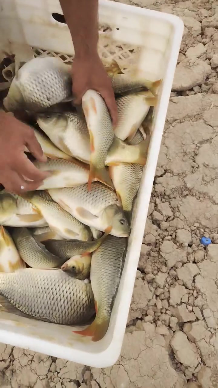 فقس • ٢٣٠غرام