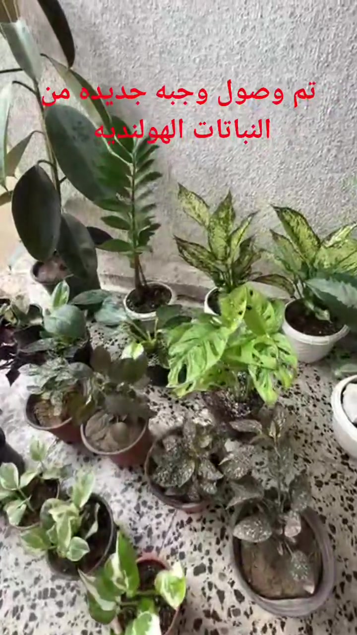 🌱 ضيف الطبيعة والمظهر الأنيق لبيتك! 🌱
​وصل حديثاً: نبات الفيلوديندرون (البلبلاب المتدلي) أصل هولندي 🇳🇱
كثافة عالية، خضار يفتح النفس، ونشاط وصحة تامة للنبات! 💚
​✨ لماذا الفيلوديندرون؟
​يضفي لمسة ديكور راقية وفاخرة للمنازل والمكاتب.
​سهل العناية ويضفي طاقة إيجابية على المكان.
​📍 الموقع: الموصل - البلديات (قرب صيدلية ركن العناية)
🛵 خدمة التوصيل: متوفرة لجميع مناطق الموصل.
​📥 للطلب أو الاستفسار: يرجى مراسلتنا عبر رسائل الصفحة، أو التواصل مباشرة عبر الواتساب:
📱 [***********]

tiktok.com/@313_k27

#فيلوديندرون #لبلاب_متدلي #نباتات_هولندية #نباتات_زينة #نباتات_داخلية #عشاق_النباتات #ديكور_طبيعي

