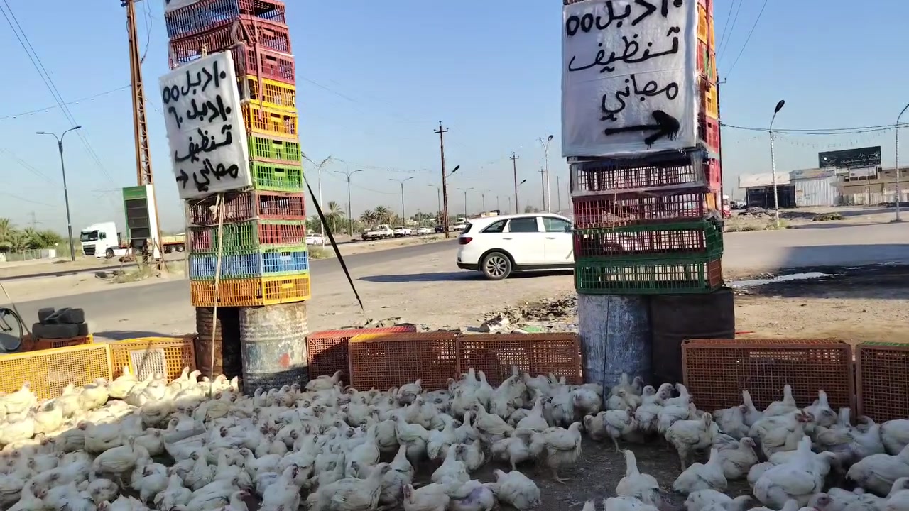 سعر كيلو 2500
تنضيف مجاني 
توصيل حتى خارج العراق موجود
 
10 دجاجات خشن 55.. الف 
بلاش مستعدون لتجهيز كافه المناسبات والمطاعم باسعار مناسبة مع الذبح وتنضيف مجاني

بلاااااااااااااش

١٠ دجاجات خشن اب٦٥
 الف الف ذبح وتنضيف مجاني بلاااااااااااااش
10 دجاجات خشن ٥٥ الف الف ذبح وتنضيف مجاني 

شتريد موجود يمي

مجاني بلاااااااااااااش

***********

***********

مستعدون لتجهيز كافه المناسبات والمطاعم باسعار مناسبة وتوجد عروض خاص للمناسبات *********** ***********
