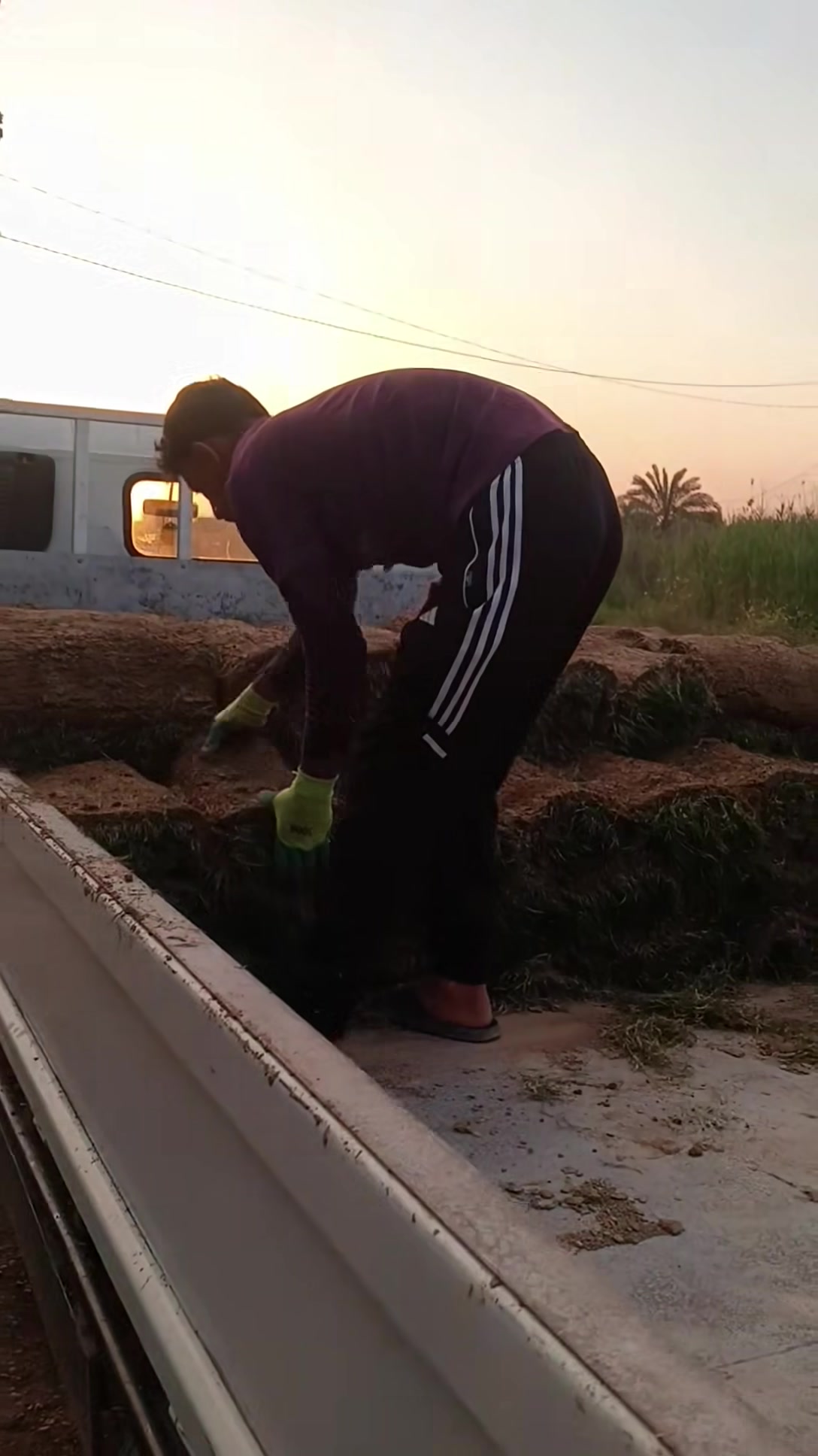 توفر ثيل هندي   مشتل علي حبيب 

ديالى الخالص جديده لاغوات شارع العام قرب مزارع اشنونا 
الرقم: ***********
