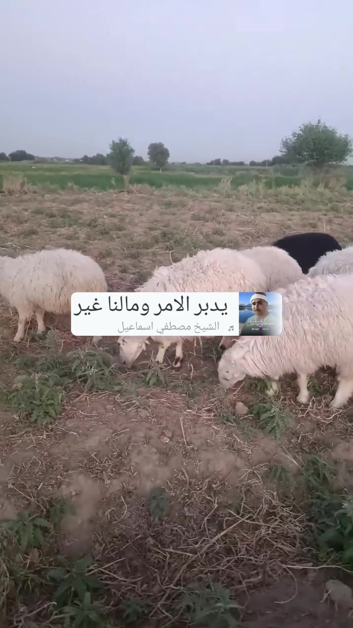 دجات نوادر درجة اولى مال جناي 3منهن صرص والباقي كرح وبكم وين اليدور نوادر بس الجناي يعرف قيمتهن 
عل وجى حنى شرط النصاح 
مكانها القائم/الرمانه 
***********
