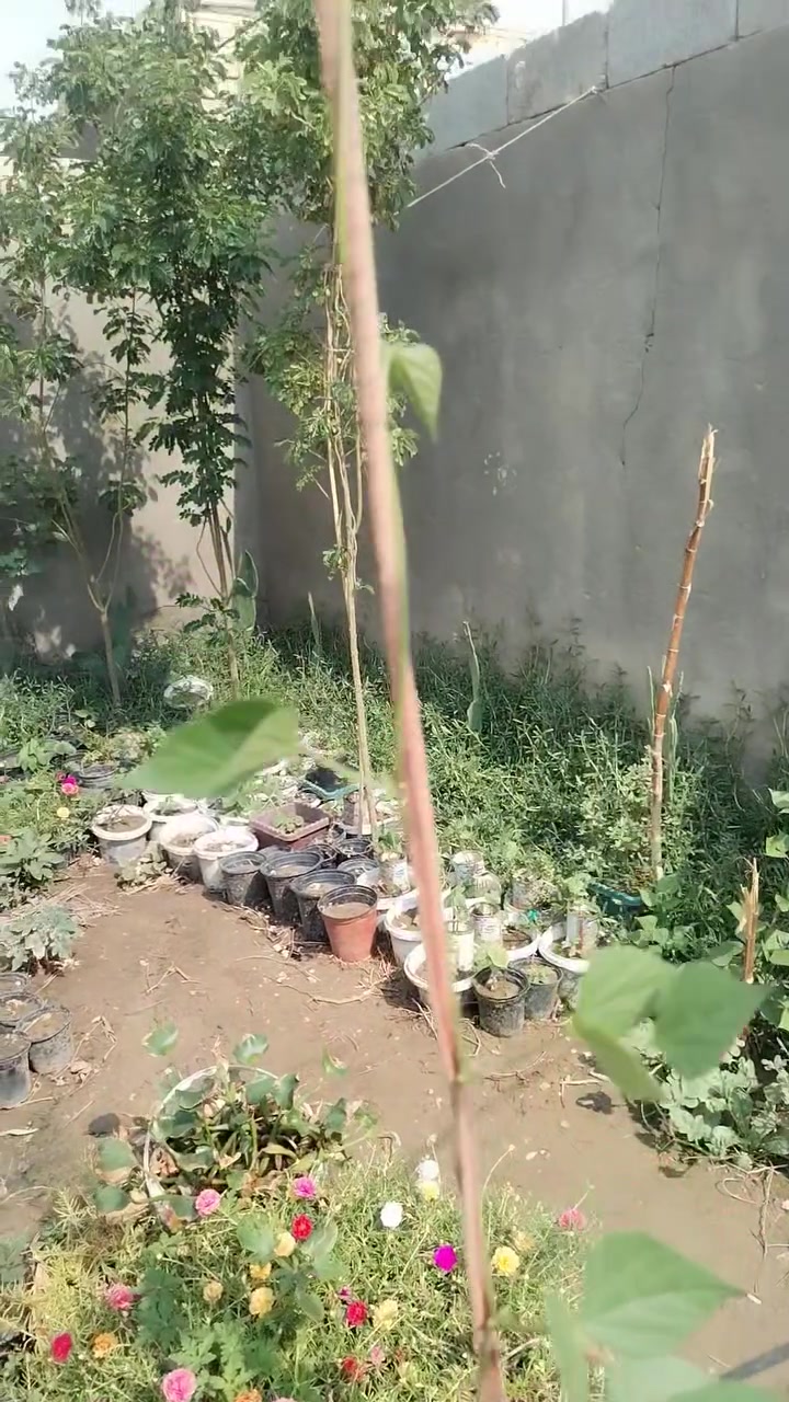 بذور استوائية • متسلق الفاصوليا • نادرة