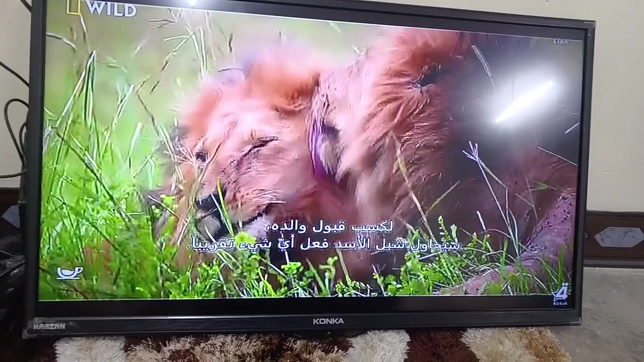 كونكا ٣٢ • ساني ٣٧ • كركوك بنجا