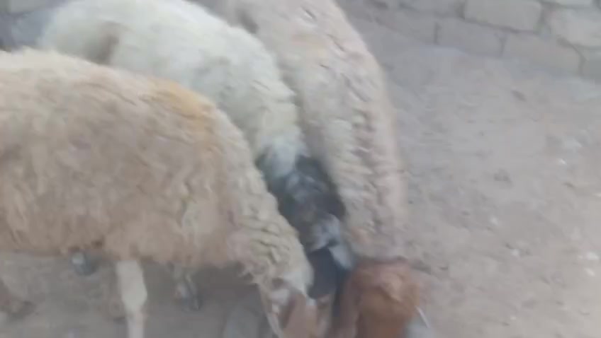 نعاج • طرحت جديد • شركاط سديره