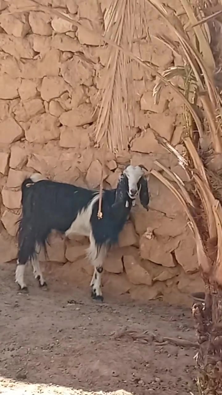 صخله حانيه جديد مبدله سنين سعر 235 التواصل ع رقم ***********
