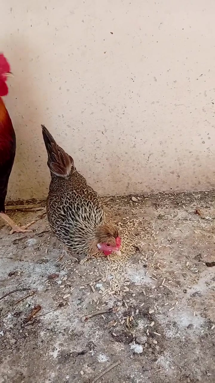 بغداد سبع قصور • اب خمسين