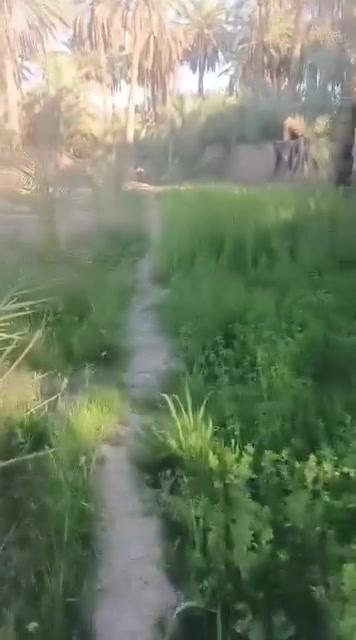 عبر الجسر السديناويه • ٣٨٠٠م٢ • نخل ٦٠
