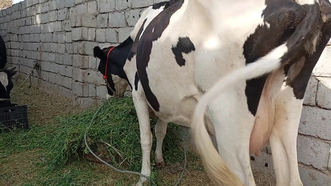 هوايش عدد٢ • عشار ٤-٥شهر • مكفولات