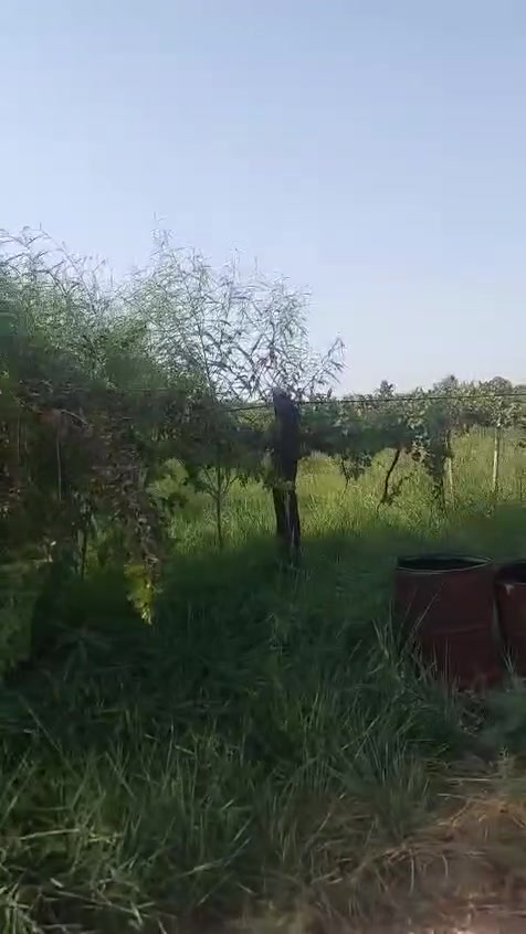 طابو زراعي • ٦ دونم • ماء دائم