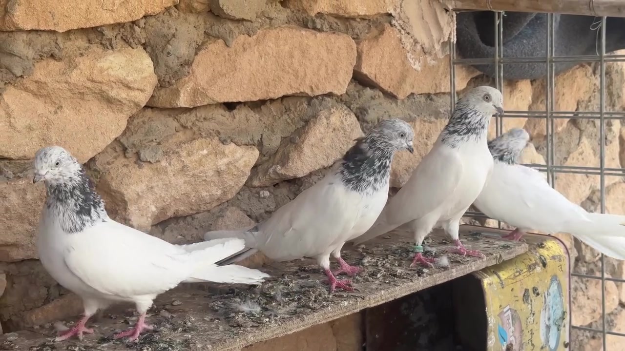 شذاري الرس • قديم • عيون بيض
