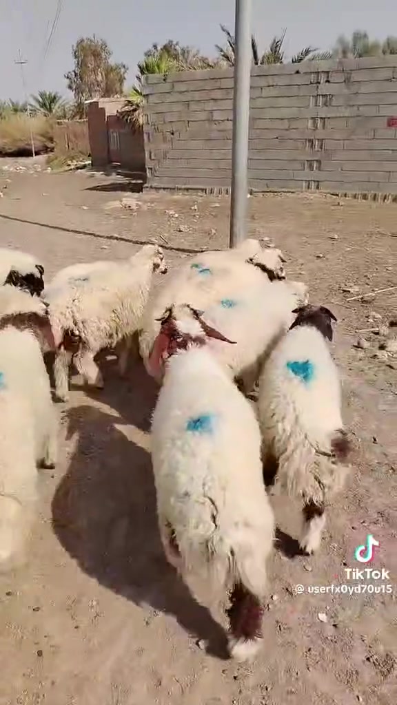 بيع مستعجل • تك ٢٥٠ • دوانم