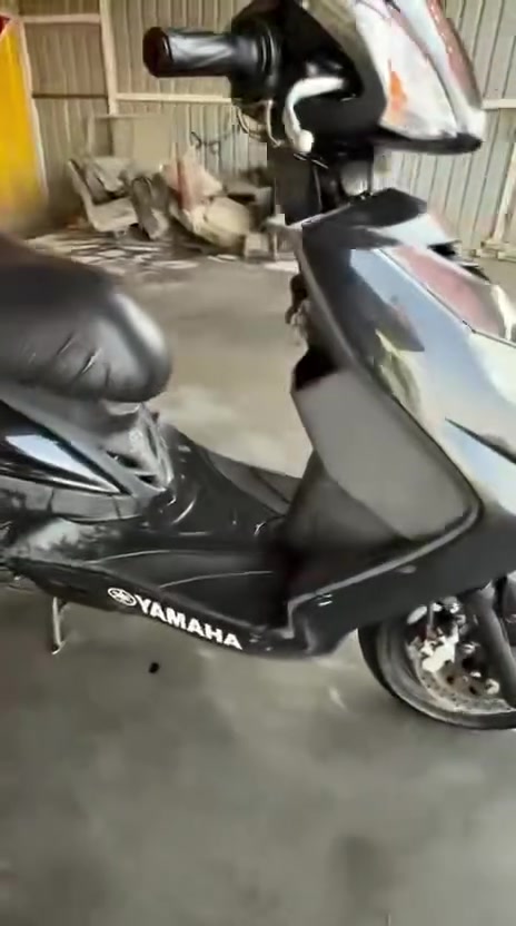 سكنس فحل • ياباني • اوراق كامله
