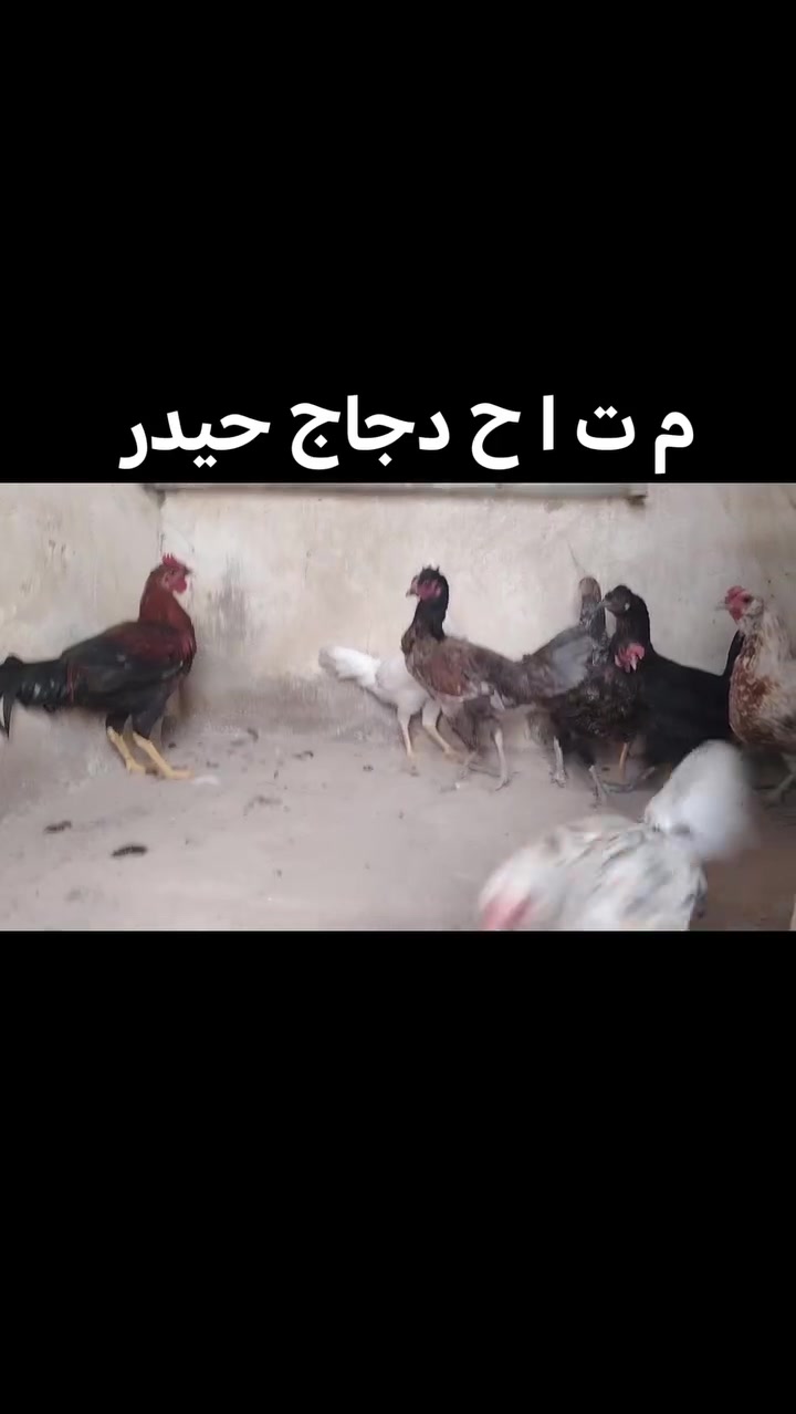 شراي • بلدروز • توصيل