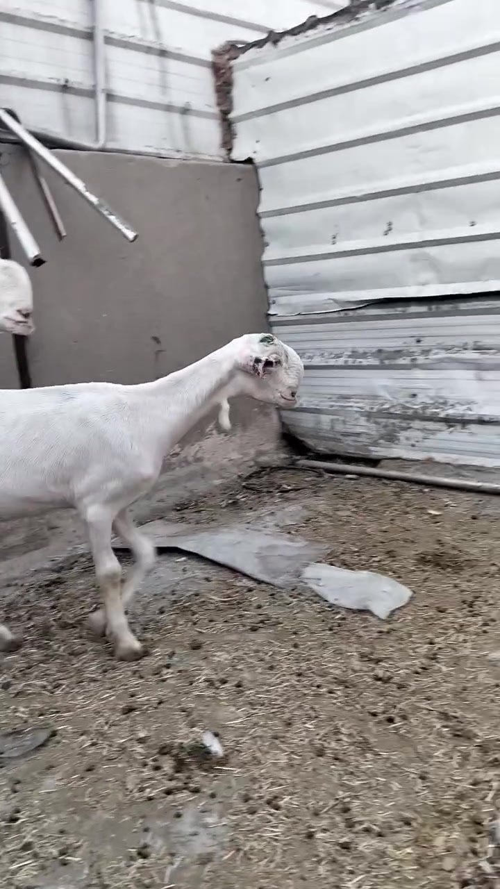 السلام عليكم سخول سوريات مطافيل وراهن نثايه الون أبيض طلق نوادر وماخذات فحل فوك بناتهن وحده سالمه سن وشطر  وثانيه سالم سن وتك ضرع العنوان بغداد ويوجد توصيل جميع المحافضات حسب الاتفاق ***********
