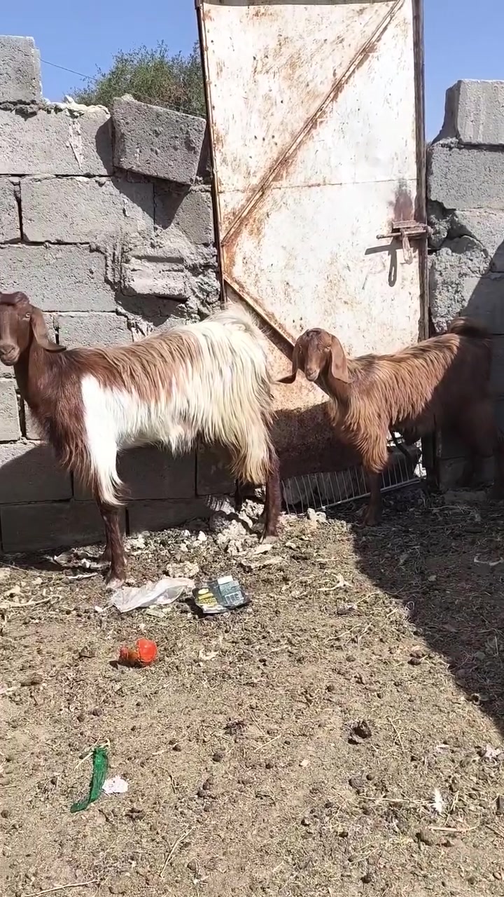 بسم الله وصلاه ع نبي محمد وآل محمد 🌺
متاح عنز شاميه اجذعه اول بطن وره اصخله اجذعه مال جنيه رقم واحد خشنانه وحلاه وره اصخله تبارك الرحمن 
ب ٤٠٠ هي وبنته 
اصخله حلوه غزلانيه سمينه تطلع بل ٩ كيلوات 
ب ١٥٠ فقط 
قفص مال اطيور ب ٥٠ كامل هو والبيوت ماله 
مكاني حديثه شيخ حديد يوجد توصيل حسب الاتفاق لشراي يتصل ويدلل 
***********

