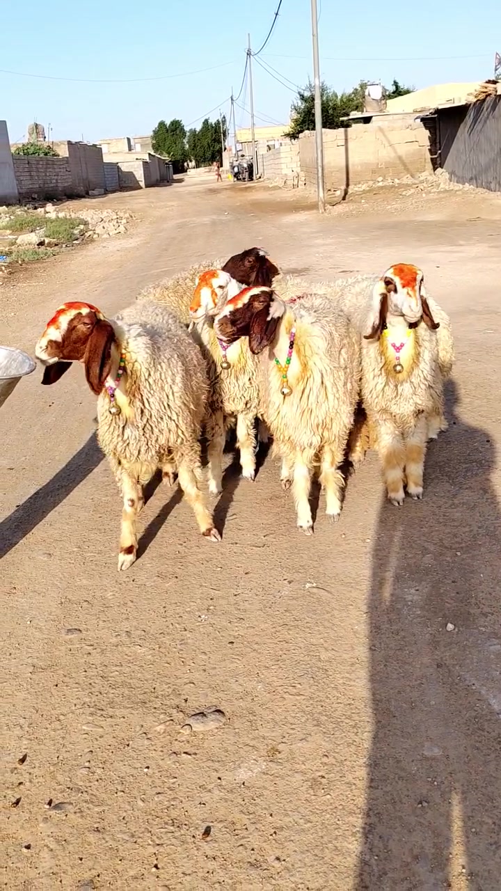 درجة اولى • فول مواصفات • النعمانيه