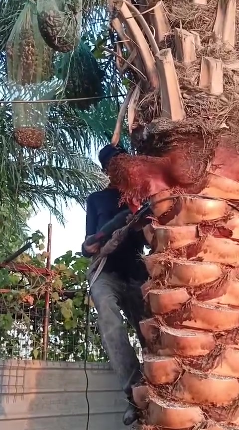 تكريب نخل قلع فسايل تجيس عناكيد التمر
اتصل ***********
